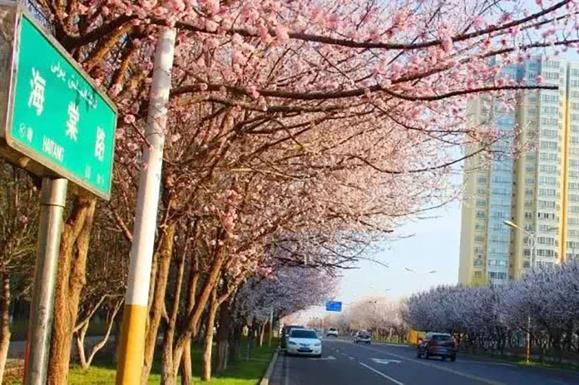 云南省保山市海棠路等8条路